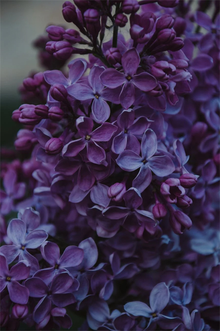 Lilac Flowers