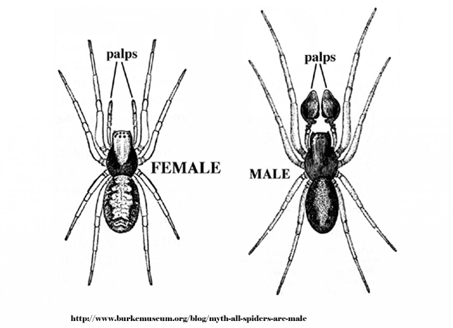 Female and Male Spiders