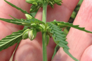 Male Cannabis sativa plant