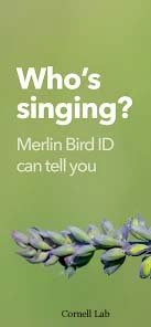 Merlin Bird ID App