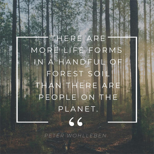 More Life  Forms in Forest Quote