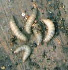 Moth Larvae