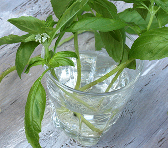 Oregano in Water