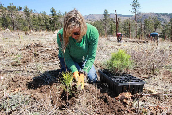 One Tree Planted