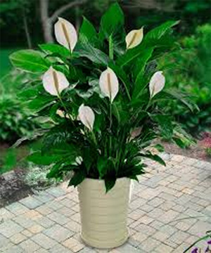 Peace Lily