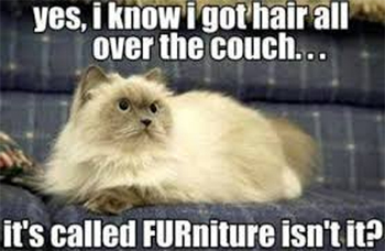 Cat on FURniture joke