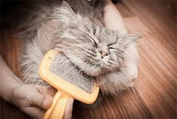 cat being brushed