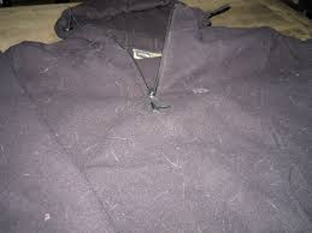 pet hair on clothing