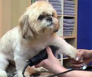 dog being groomed