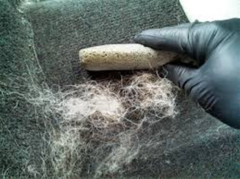 remove pet hair with pumice