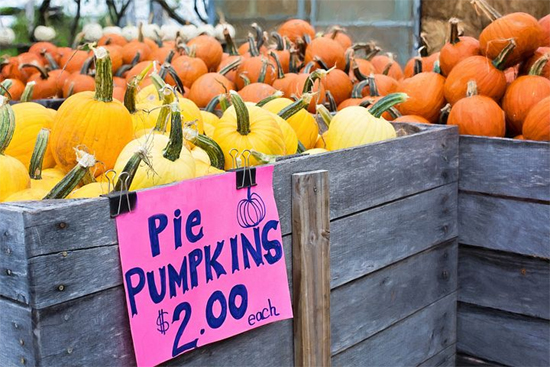 Pie Pumpkins for Sale