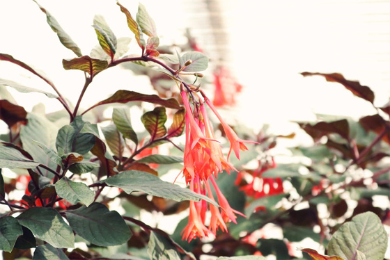 Pink Honeysuckle