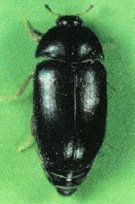 Carpet Beetle - Black