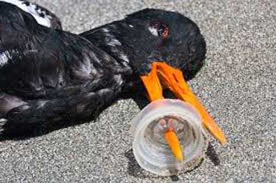 bird killed by plastic