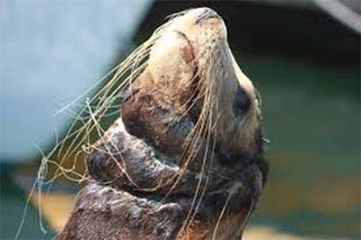 seal enclosed in plastic