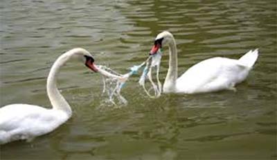 swans caught in plastic