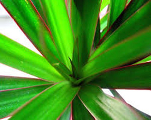 Red Edged Dracaena