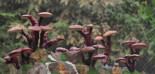 Reishi Mushrooms