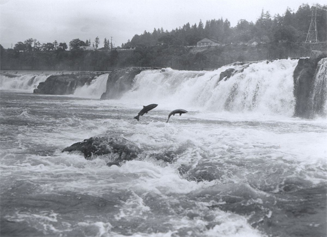 Salmon Leaping at Willamette Falls, Oregon