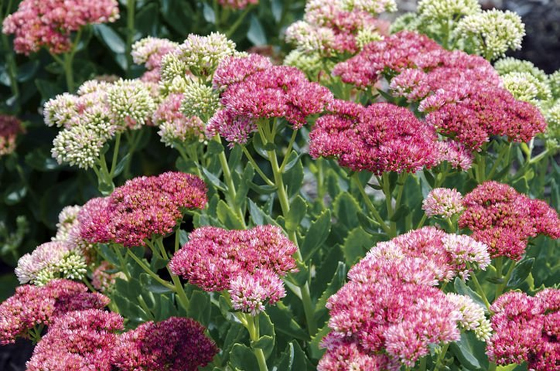 Sedum Flowers