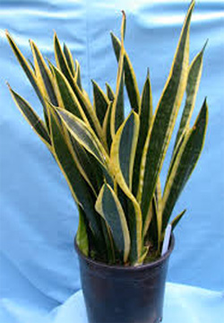 Snake Plant