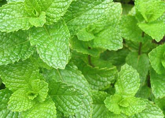 Spearmint Leaves