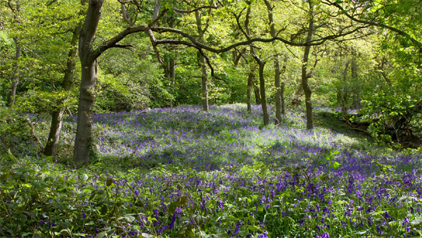 Summer in the Woods