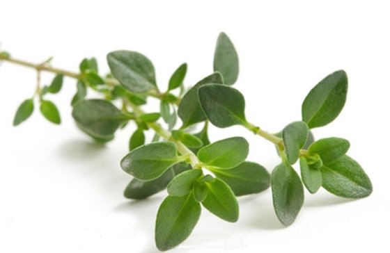 Thyme