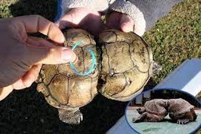 Turtle in Plastic