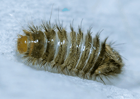 Varied Carpet Beetle Larva