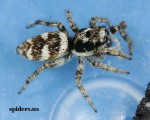 Zebra Jumper Spider